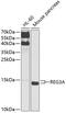 Regenerating Family Member 3 Alpha antibody, 14-449, ProSci, Western Blot image 