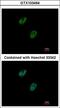 GA Binding Protein Transcription Factor Subunit Beta 1 antibody, LS-C185541, Lifespan Biosciences, Immunocytochemistry image 