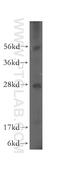 Sodium Channel Modifier 1 antibody, 15490-1-AP, Proteintech Group, Western Blot image 