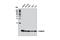 S100 Calcium Binding Protein A10 antibody, 5529S, Cell Signaling Technology, Western Blot image 