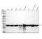 Ribosomal Protein L7a antibody, M08246-1, Boster Biological Technology, Western Blot image 