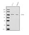 Potassium Voltage-Gated Channel Subfamily Q Member 5 antibody, A04705-1, Boster Biological Technology, Western Blot image 