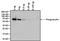 Granulin Precursor antibody, MA1-187, Invitrogen Antibodies, Western Blot image 