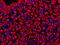 C-X-C Motif Chemokine Ligand 12 antibody, NBP2-12221, Novus Biologicals, Immunohistochemistry frozen image 