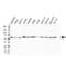 Pre-MRNA Processing Factor 19 antibody, VPA00331, Bio-Rad (formerly AbD Serotec) , Western Blot image 