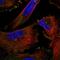 Pericentrin antibody, HPA032101, Atlas Antibodies, Immunofluorescence image 