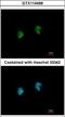 Interferon-stimulated gene 20 kDa protein antibody, GTX114499, GeneTex, Immunocytochemistry image 