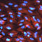 Salt Inducible Kinase 2 antibody, AF5737, R&D Systems, Immunocytochemistry image 