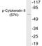 Keratin 8 antibody, LS-C291498, Lifespan Biosciences, Western Blot image 