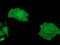 MOB Kinase Activator 3B antibody, TA501629, Origene, Immunofluorescence image 