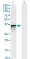 BCL2 Like 14 antibody, MA5-22576, Invitrogen Antibodies, Western Blot image 