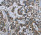 PCK2 antibody, MBS2526504, MyBioSource, Immunohistochemistry frozen image 