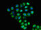 Sodium- and chloride-dependent GABA transporter 2 antibody, LS-C679525, Lifespan Biosciences, Immunofluorescence image 