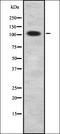 Cyclin Dependent Kinase Like 5 antibody, orb337561, Biorbyt, Western Blot image 