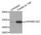 NFKB Inhibitor Epsilon antibody, LS-C335872, Lifespan Biosciences, Western Blot image 