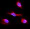 Isocitrate Dehydrogenase (NADP(+)) 2, Mitochondrial antibody, PB9602, Boster Biological Technology, Immunofluorescence image 