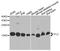 Cofilin 2 antibody, STJ110316, St John