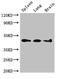 Neutrophil Cytosolic Factor 1 antibody, CSB-PA015525LA01HU, Cusabio, Western Blot image 