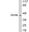 Isocitrate Dehydrogenase (NAD(+)) 3 Beta antibody, LS-C199894, Lifespan Biosciences, Western Blot image 