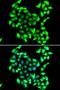 General Transcription Factor IIH Subunit 3 antibody, LS-C346269, Lifespan Biosciences, Immunofluorescence image 
