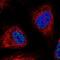 WD Repeat Domain 90 antibody, PA5-66421, Invitrogen Antibodies, Immunofluorescence image 