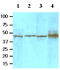 Transforming Growth Factor Beta Induced antibody, MBS200119, MyBioSource, Western Blot image 