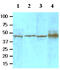 Transforming growth factor-beta-induced protein ig-h3 antibody, MBS200119, MyBioSource, Western Blot image 