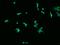 Putative adenosylhomocysteinase 2 antibody, GTX02194, GeneTex, Immunofluorescence image 