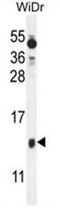 Brain Expressed X-Linked 1 antibody, AP50369PU-N, Origene, Western Blot image 