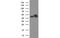 Tubulin Beta 4A Class IVa antibody, MBS833829, MyBioSource, Western Blot image 