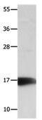 NME/NM23 Nucleoside Diphosphate Kinase 3 antibody, PA5-49708, Invitrogen Antibodies, Western Blot image 