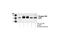 Protein Kinase C Beta antibody, 9371P, Cell Signaling Technology, Western Blot image 