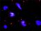 Endoplasmic Reticulum To Nucleus Signaling 1 antibody, H00002081-M02, Novus Biologicals, Proximity Ligation Assay image 