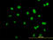 Actinin Alpha 4 antibody, LS-B5374, Lifespan Biosciences, Immunofluorescence image 