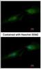 Spermine Synthase antibody, NBP2-20470, Novus Biologicals, Immunofluorescence image 