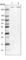 Spectrin Beta, Non-Erythrocytic 1 antibody, HPA012685, Atlas Antibodies, Western Blot image 