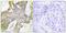 Isoleucyl-TRNA Synthetase 2, Mitochondrial antibody, PA5-49566, Invitrogen Antibodies, Immunohistochemistry paraffin image 