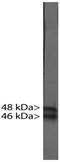 RNA Binding Fox-1 Homolog 3 antibody, NBP1-92693, Novus Biologicals, Western Blot image 