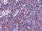 Parathyroid Hormone antibody, IQ399, Immuquest, Immunohistochemistry paraffin image 