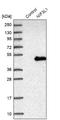 NGG1 Interacting Factor 3 Like 1 antibody, NBP2-38295, Novus Biologicals, Western Blot image 