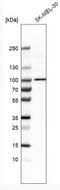 Transient Receptor Potential Cation Channel Subfamily V Member 2 antibody, NBP1-92576, Novus Biologicals, Western Blot image 