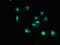 Tetratricopeptide Repeat Domain 19 antibody, orb400292, Biorbyt, Immunofluorescence image 