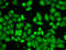 MTOR Associated Protein, LST8 Homolog antibody, LS-C331228, Lifespan Biosciences, Immunofluorescence image 