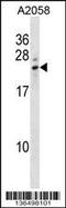 Lipocalin 8 antibody, 58-694, ProSci, Western Blot image 