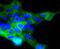 Angiotensin I Converting Enzyme 2 antibody, A00756-2, Boster Biological Technology, Immunocytochemistry image 