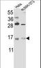 RNA Binding Motif Protein 3 antibody, LS-C100591, Lifespan Biosciences, Western Blot image 
