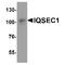 IQ Motif And Sec7 Domain 1 antibody, TA349112, Origene, Western Blot image 