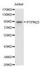 Protein Tyrosine Phosphatase Non-Receptor Type 22 antibody, LS-C331447, Lifespan Biosciences, Western Blot image 
