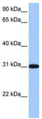 Ret Finger Protein Like 2 antibody, TA340120, Origene, Western Blot image 