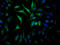 Janus Kinase 2 antibody, CSB-RA267127A0HU, Cusabio, Immunofluorescence image 